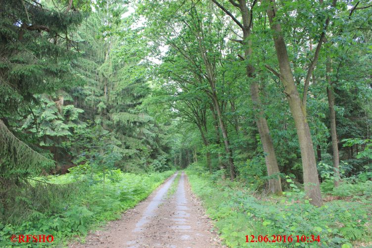 Naturwald